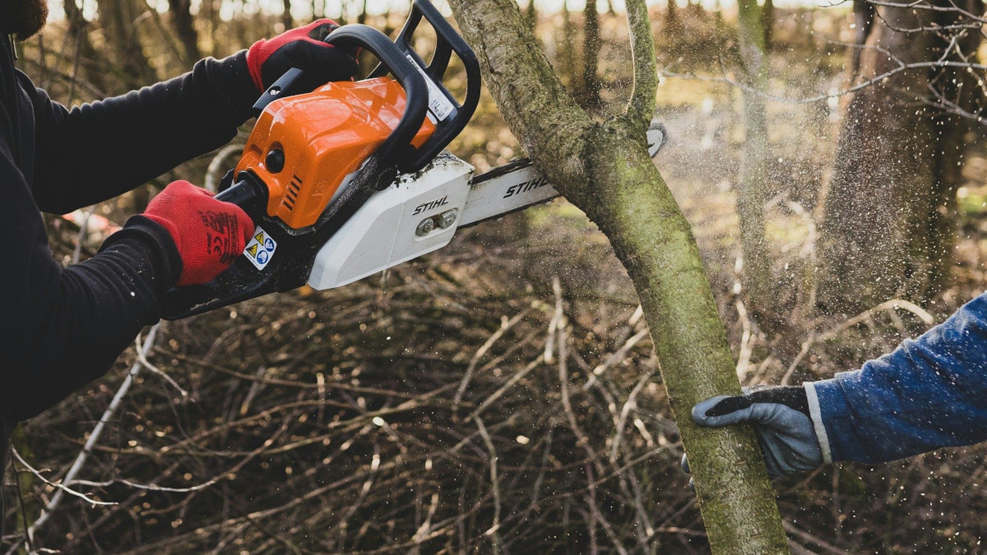 Élagage et abattage
d’arbres
